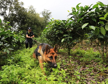 嗨，警犬！